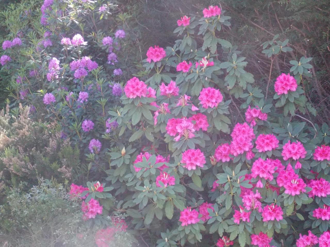 B&B Le Camelie Del Bosco Baiardo Dış mekan fotoğraf