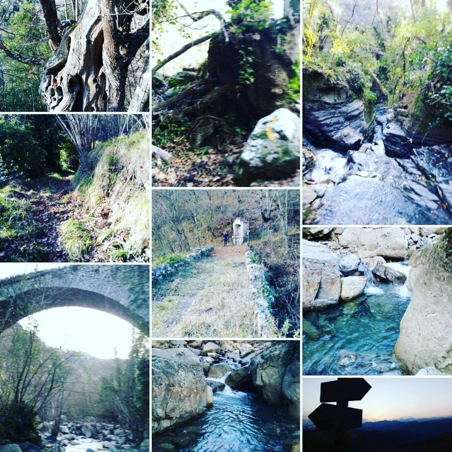 B&B Le Camelie Del Bosco Baiardo Dış mekan fotoğraf